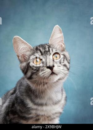 Un chaton tabby avec des marques frappantes est assis attentivement, ses yeux larges et curieux dans un cadre de studio doucement éclairé. Banque D'Images