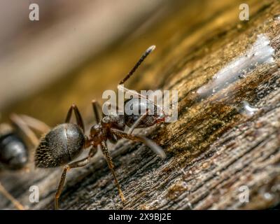 Gros plan sur la fourmi brune ingérant un liquide sucré Banque D'Images