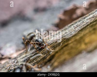 Gros plan sur la fourmi brune ingérant un liquide sucré Banque D'Images