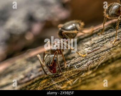 Gros plan sur la fourmi brune ingérant un liquide sucré Banque D'Images