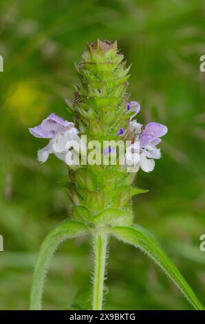 Selfheal commun, Prunella vulgaris Banque D'Images