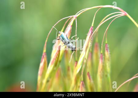 Coléoptère des fleurs à museau doux Malachite coléoptère Malachius bipustulatus rampant sur l'herbe. Banque D'Images