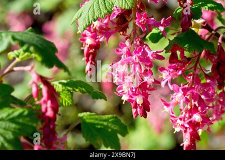 Currant en fleurs (ribes sanguineum), gros plan d'un jet de fleurs roses qui fleurissent sur l'arbuste communément planté au printemps. Banque D'Images