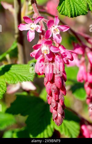 Currant en fleurs (ribes sanguineum), gros plan d'un jet de fleurs roses qui fleurissent sur l'arbuste communément planté au printemps. Banque D'Images