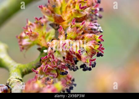 Wych Elm (ulmus glabra), gros plan montrant les fleurs qui recouvrent les branches de l'arbre au printemps. Banque D'Images