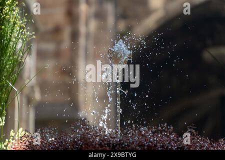 Barcelone, Espagne. 30 mai 2024. Barcelone célèbre le traditionnel Corpus Christi Day en décorant les fontaines à l'intérieur de la cathédrale et en plaçant un œuf sur le dessus, dansant avec l'eau, appelé 'l'ou com balla' (l'œuf dansant). Barcelona celea el tradicional día de Corpus decorando las fuentes dentro de la catedral y poniendo un huevo encima, bailando con el Agua, llamado 'l'ou com balla' (el huevo que baila). Actualités politiques -Barcelone, Espagne jeudi 30 mai 2024 (photo par Eric Renom/LaPresse) crédit : LaPresse/Alamy Live News Banque D'Images