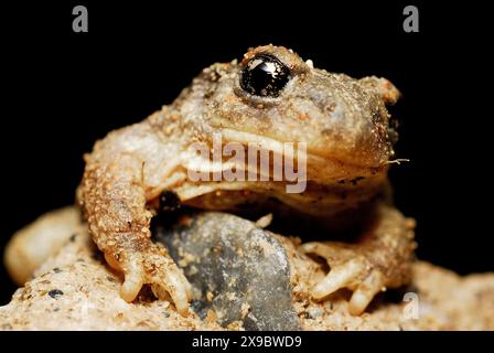 Crapaud de sage-femme (Alytes cisternasii) près de Valdemanco, Madrid, Espagne Banque D'Images