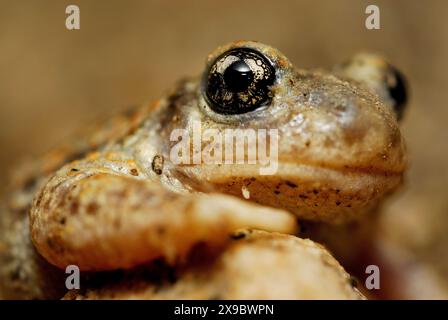 Crapaud de sage-femme (Alytes cisternasii) près de Valdemanco, Madrid, Espagne Banque D'Images