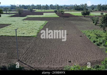 Ethiopie, Ethiopie centrale, ville Kibet, champs vert clair avec Teff (Eragrostis tef) un millet qui est l'aliment de base en Ethiopie, la farine de teff est utilisée pour préparer le plat national Injera, un pain plat fermenté aigre semblable à une crêpe à la texture légèrement spongieuse, traditionnellement fait de farine de teff Banque D'Images