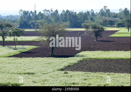 Ethiopie, Ethiopie centrale, ville Kibet, champs labourés frais avec maïs et champs vert clair avec Teff (Eragrostis tef) un millet qui est l'aliment de base en Ethiopie, la farine de teff est utilisée pour préparer le plat national Injera, un pain plat fermenté aigre en forme de crêpe avec une texture légèrement spongieuse, traditionnellement fait de farine de teff Banque D'Images