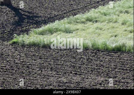 Ethiopie, Ethiopie centrale, ville Kibet, champs labourés frais avec maïs et champs vert clair avec Teff (Eragrostis tef) un millet qui est l'aliment de base en Ethiopie, la farine de teff est utilisée pour préparer le plat national Injera, un pain plat fermenté aigre en forme de crêpe avec une texture légèrement spongieuse, traditionnellement fait de farine de teff Banque D'Images