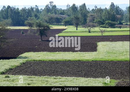 Ethiopie, Ethiopie centrale, ville Kibet, champs labourés frais avec maïs et champs vert clair avec Teff (Eragrostis tef) un millet qui est l'aliment de base en Ethiopie, la farine de teff est utilisée pour préparer le plat national Injera, un pain plat fermenté aigre en forme de crêpe avec une texture légèrement spongieuse, traditionnellement fait de farine de teff Banque D'Images
