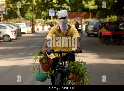 Delhi, New Delhi, Inde. 30 mai 2024. Un homme roule avec des plantes alors qu'il couvre son visage avec un chiffon pour se sauver de la canicule en cours, par une chaude journée d'été à New Delhi. (Crédit image : © Deep Nair/ZUMA Press Wire) USAGE ÉDITORIAL SEULEMENT! Non destiné à UN USAGE commercial ! Banque D'Images