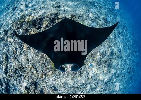 Raie manta du récif, Mobula alfredi, morph de couleur noire, visite d'une station de nettoyage sur un récif corallien, Parc National de Komodo, Indonésie, Océan Indo-Pacifique Banque D'Images