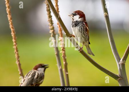 Moineau espagnol (passer hispaniolensis) avec matériel de nidification dans son bec sur une tige Banque D'Images