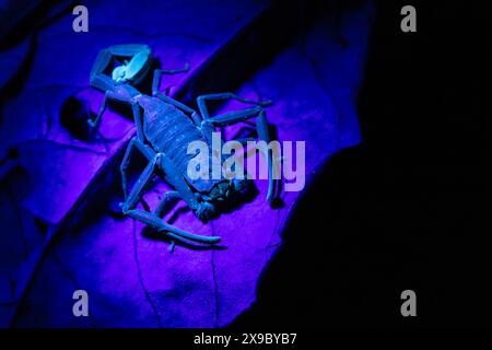 Scorpion de forêt tropicale attendant une proie dans la litière de feuilles sur le sol de la jungle, Costa Rica. Prise de vue sous lumière ultraviolette. Banque D'Images