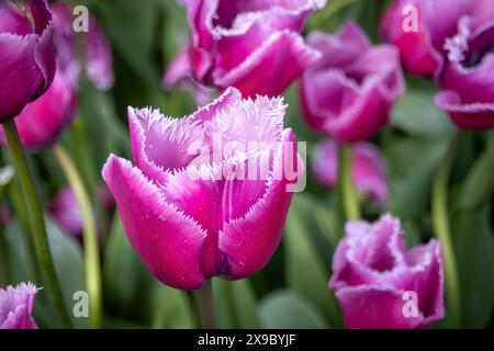 Vue rapprochée de gouttes d'eau sur des tulipes violettes et roses. Banque D'Images