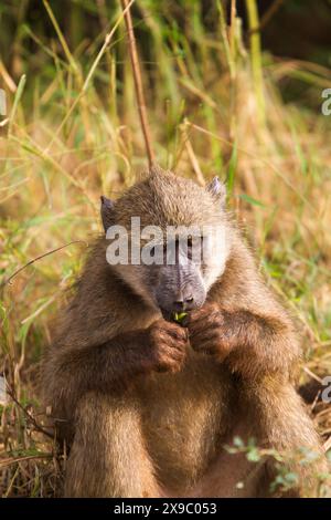 Babouin chacma (papio ursinus) nourrissant le parc national Kruger en Afrique du Sud Banque D'Images