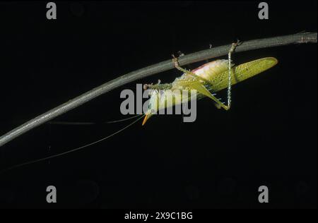 Katydid rhinocéros dans la jungle costaricienne - un prédateur nocturne qui mange d'autres insectes et forme une partie importante de l'alimentation des autres animaux. Banque D'Images