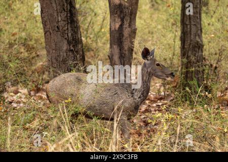 Parc national Sambar Deer Bandhavgarh Banque D'Images