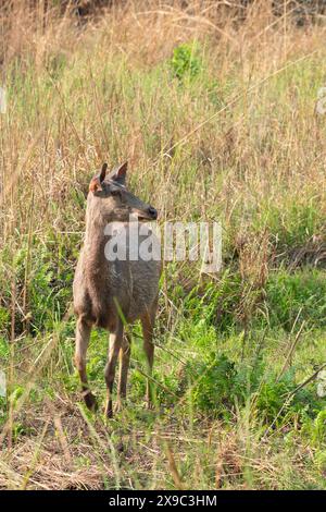 Parc national Sambar Deer Bandhavgarh Banque D'Images