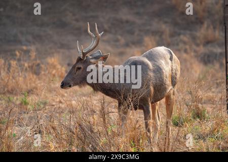 Cerf Sambar mâle dans le parc national de Bandhavgarh en Inde Banque D'Images