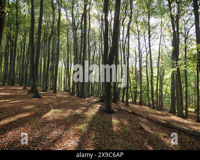 Tapis de feuilles recouvre le sol de la forêt tandis que la lumière brille à travers les troncs d'arbres et jette de longues ombres, forêt colorée en automne avec un petit Banque D'Images