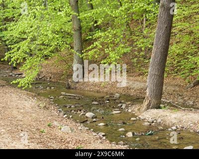 Un petit ruisseau coule à travers une forêt avec des feuilles vertes fraîches, entouré d'arbres et de pierres, ressort sur la plage de la mer Baltique en Pologne avec vert Banque D'Images