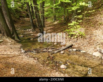 Un petit ruisseau coule à travers une forêt avec de grands arbres et un feuillage vert, entouré de pierres et de feuillage, printemps sur la côte Baltique polonaise avec Banque D'Images