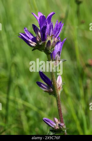 Fleurs de Bellflower ou sang de Danois groupés, Campanula glomerata, Campanulaceae. Chilterns Grassy Chalk Downs, Knocking Hoe, Shillington, Bedfordshire, Royaume-Uni. Banque D'Images