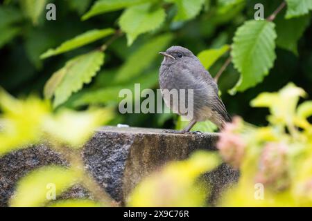 Un rougeoyen (Phoenicurus ochruros), jeune oiseau, assis sur la pierre, entouré de feuilles vertes, atmosphère de nature paisible, Hesse, Allemagne Banque D'Images