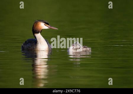 Grand grèbe à crête (Podiceps festonné Ribonfish) et poussins nageant ensemble sur l'eau calme, un environnement verdoyant, une nature paisible, Hesse, Allemagne Banque D'Images