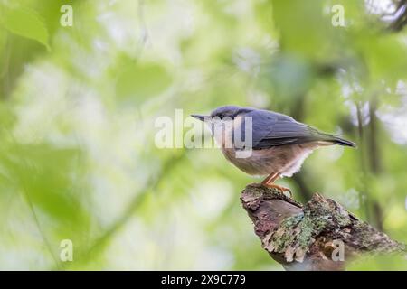 Une écoutille eurasienne (Sitta europaea) assise sur une branche d'arbre dans la forêt, entourée de verdure fraîche, Hesse, Allemagne Banque D'Images