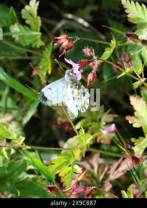 Papillon femelle à pointe orange, Anthocharis cardamines, Pieridae. Alias Anthocaris cardamines. Se nourrissant d'une fleur Herb Robert et montrant le dessous de la victoire Banque D'Images