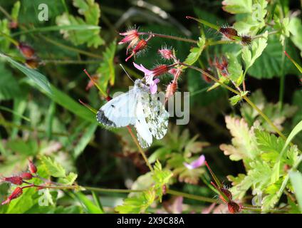 Papillon femelle à pointe orange, Anthocharis cardamines, Pieridae. Alias Anthocaris cardamines. Se nourrissant d'une fleur Herb Robert et montrant le dessous de la victoire Banque D'Images