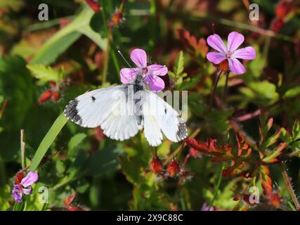 Papillon femelle à pointe orange, Anthocharis cardamines, Pieridae. Alias Anthocaris cardamines. Se nourrissant d'une fleur Herb Robert. Banque D'Images