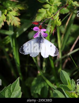 Papillon femelle à pointe orange, Anthocharis cardamines, Pieridae. Alias Anthocaris cardamines. Se nourrissant d'une fleur Herb Robert. Banque D'Images