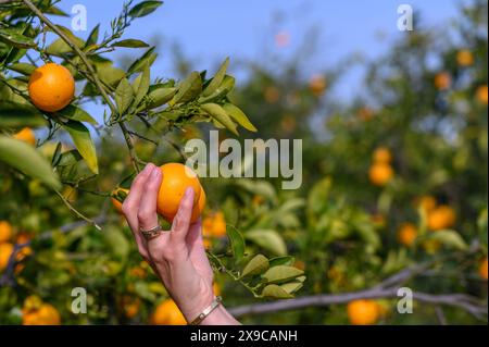 Femme cueillant l'orange de l'arbre 3 Banque D'Images