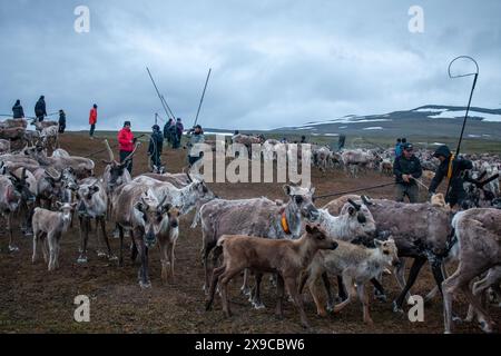 Laddejahka, Laponie, Suède, 6 juillet 2023. Marquage des veaux de renne par le peuple sami dans le parc national de Padjelanta en juillet. Banque D'Images