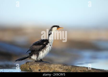 Petit cormoran pied (Microcarbo melanoleucos) avec des plumes volantes après avoir eu un shake pour sécher. Banque D'Images