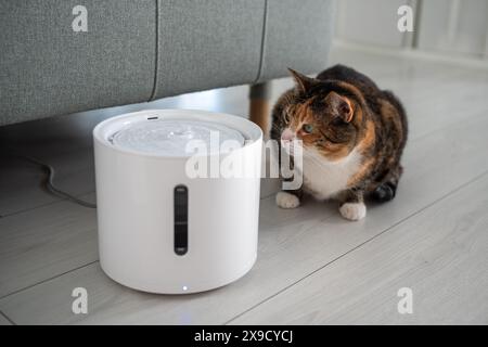 Le chat curieux regarde la fontaine à boire intelligente que les propriétaires lui ont acheté pour prévenir les maladies des voies urinaires Banque D'Images