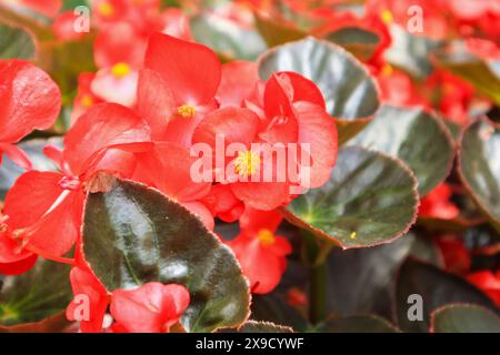 fleur de bégonia rouge dans le jardin Banque D'Images