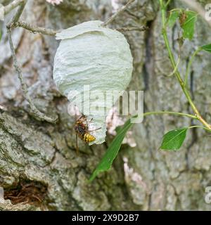 Reine de l'espèce guêpe médiane, Dolichovespula media, construisant un nid Banque D'Images