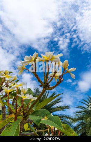 Plumeria rubra, fleur asiatique, Frangipani contre un ciel bleu Banque D'Images