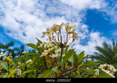 Plumeria rubra, fleur asiatique, Frangipani contre un ciel bleu Banque D'Images