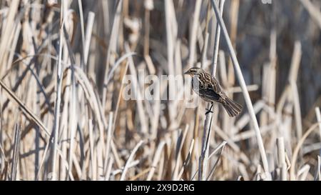 Une femelle, Red-Winged Blackbird avec son plumage tacheté perchoir au sommet d'une tige de roseau boisée alors qu'elle regarde vers sa prochaine destination. Banque D'Images