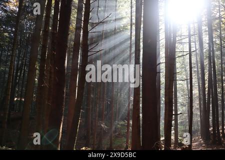 Paysage photo dans la forêt. Les rayons du soleil traversent les arbres. Le soleil est placé dans le coin supérieur droit. Marron, gris, couleurs ternes. Green lea Banque D'Images