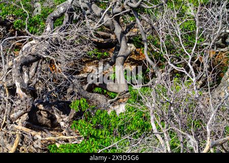 Arbre sec sur la côte volcanique de Curaçao Banque D'Images