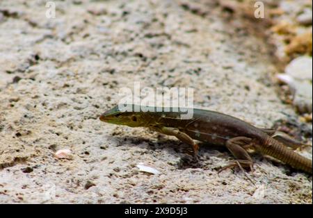 Lézard sur le sable dans le parc. Gros plan. Banque D'Images