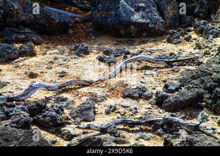 Arbre sec sur la côte volcanique de Curaçao Banque D'Images